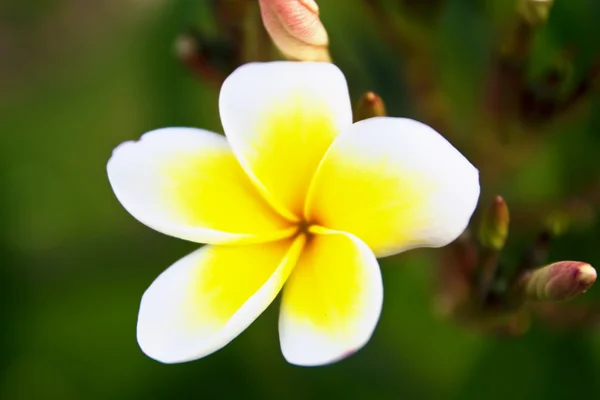 Plumeria tropikalnych kwiatów — Zdjęcie stockowe