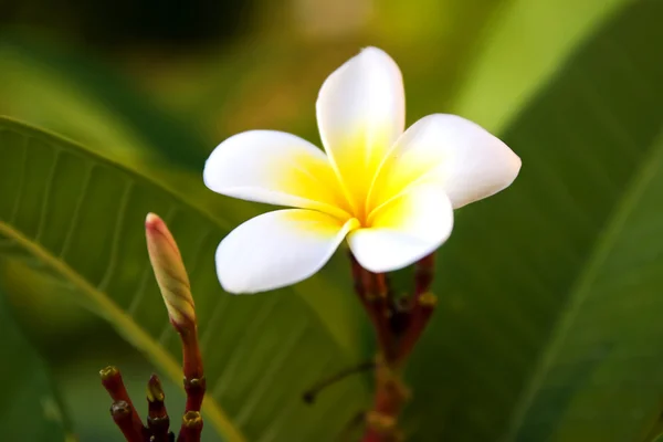 Plumeria tropikalnych kwiatów — Zdjęcie stockowe