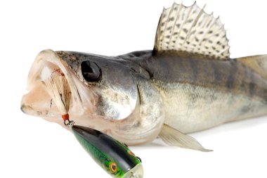 Fish walleye clipart