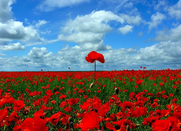 stock image Poppies flowers