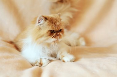 Persian cat in soft selective focus clipart