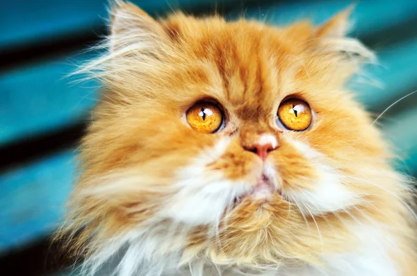 Персидский кот смотрит вверх — стоковое фото