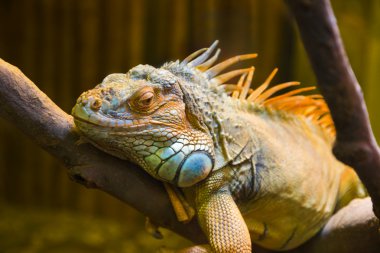 büyük iguana terrarium içinde kertenkele