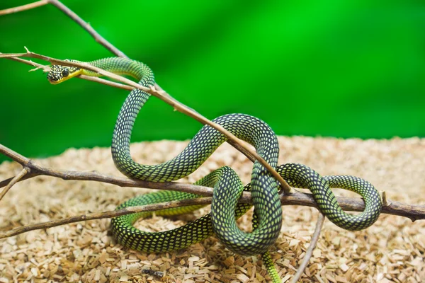 stock image Green snake in terrarium
