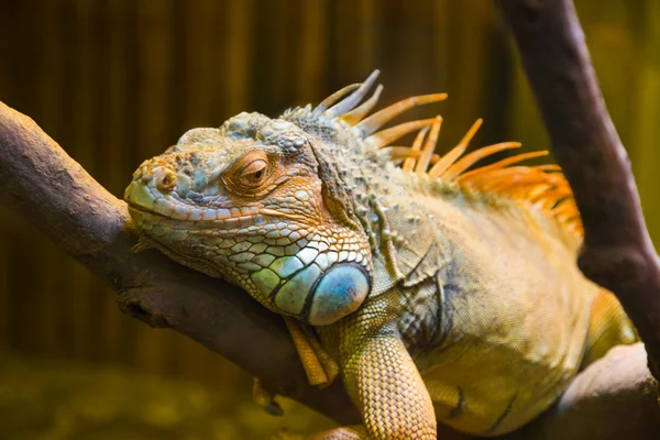 Lagarto iguana grande en terrario —  Fotos de Stock