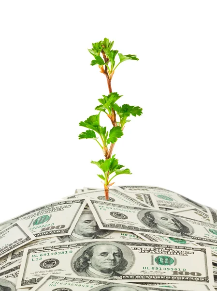 Pengar och växt — Stockfoto