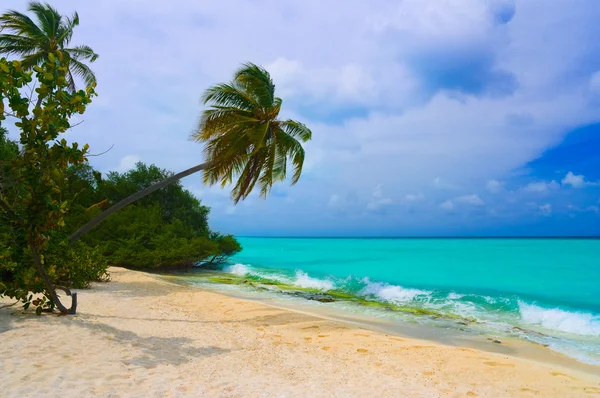 Buigmoment palmboom op tropisch strand — Stockfoto