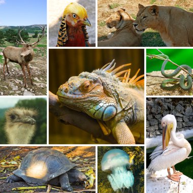 Collage of animals clipart