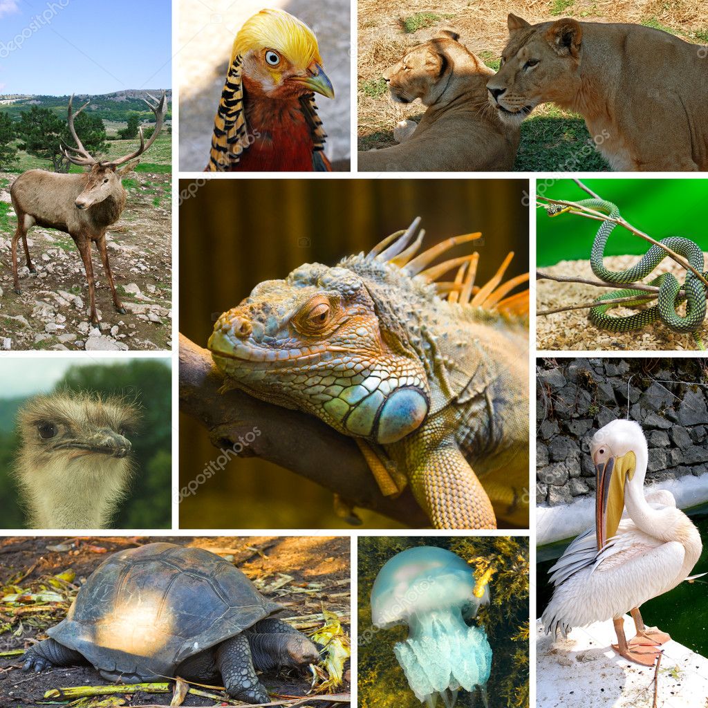 Wild animal collage Stock Photos, Royalty Free Wild animal collage Images |  Depositphotos