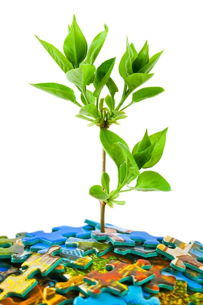 Puzzle and plant — Stock Photo, Image