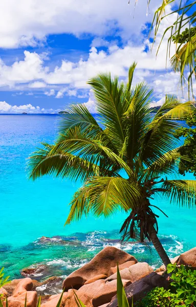 Palm op tropisch strand — Stockfoto