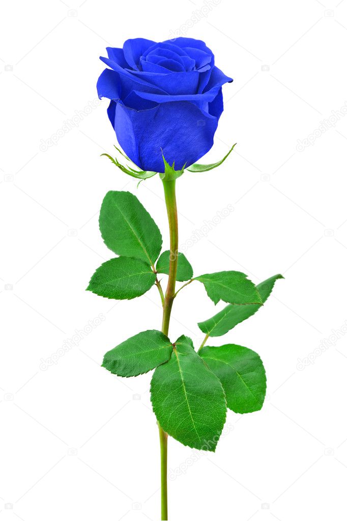 maling Anholdelse tommelfinger Blue rose Stock Photo by ©Violin 5784432