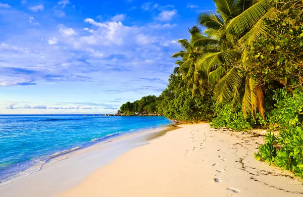 Handflatorna på tropical beach — Stockfoto