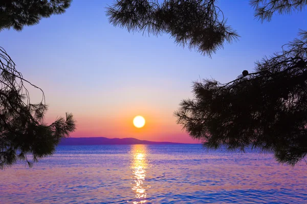 stock image Pine tree branch and sunset