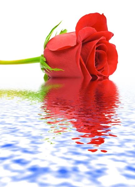 Rosa en el agua — Foto de Stock