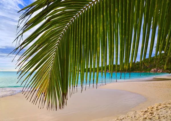 Palmblad en tropisch strand — Stockfoto