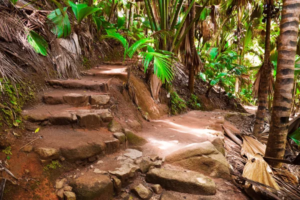 Pathway in jungle, Vallee de Mai, Сейшелы — стоковое фото