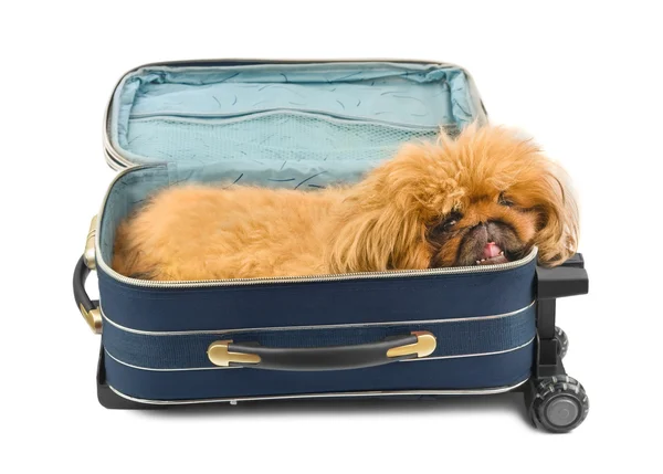 Cão em caso de viagem — Fotografia de Stock