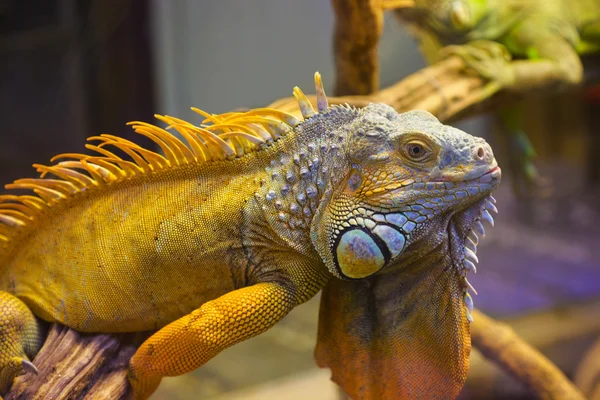 Большая игуанская ящерица в террариуме — стоковое фото