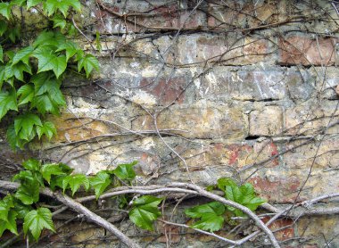 Dekorasyon eski grunge tuğla duvar yeşil yaprakları