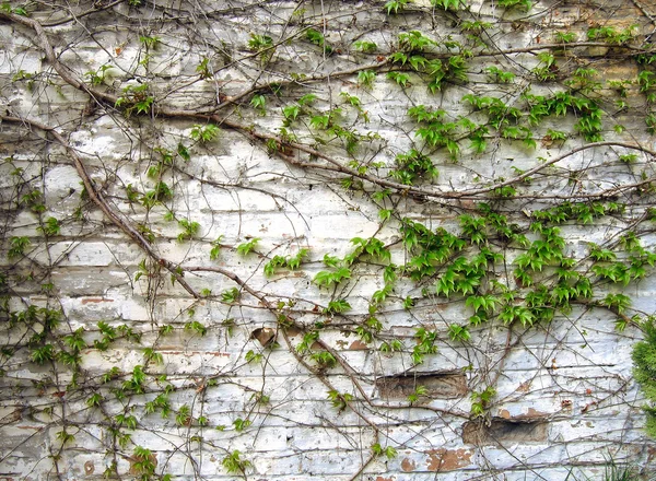 Vecchio grunge muro di mattoni con foglie verdi decorazione — Foto Stock