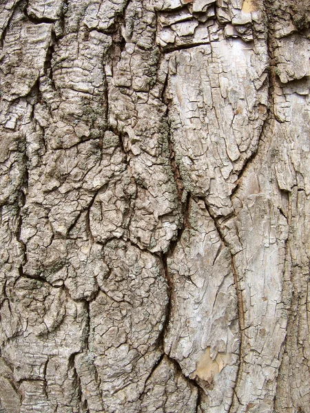 Trä textur av bark tree.abstract — Stockfoto