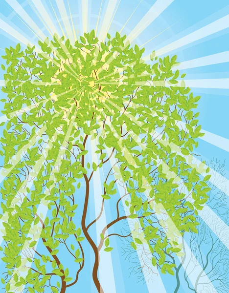 Sun rays and tree — Stock Vector