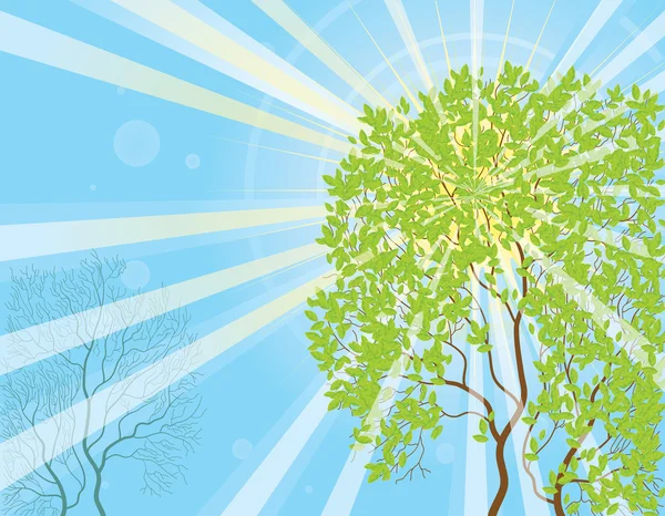 Sun rays and tree — Stock Vector