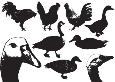 yerli birds.farm hayvanlar