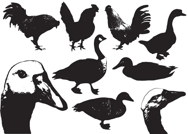 Domestic birds.Farm animals — Stock Vector