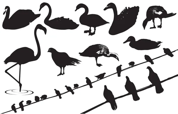 Birds.Vector siluete negre de păsări sălbatice pe alb — Vector de stoc