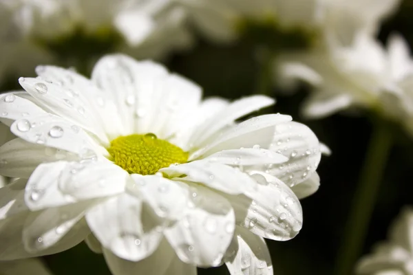 stock image White floral