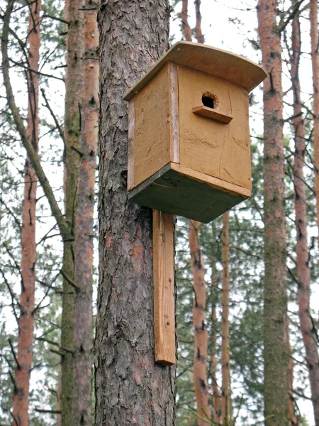 Starling casa en un pino —  Fotos de Stock