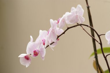 narin pembe orkide çiçekleri eğri dal üzerinde