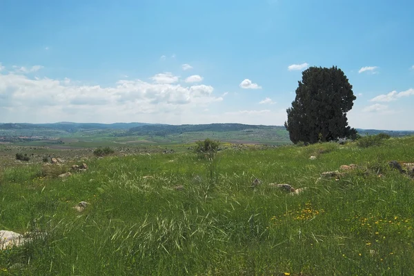 春の緑の谷を見下ろす丘の上の孤独な木 — ストック写真