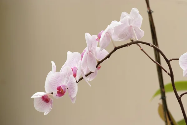 Delikatne różowe kwiaty orchidei na gałęzi zakrzywione — Zdjęcie stockowe