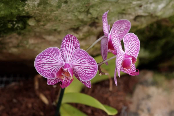 Żywe paski fioletowe kwiaty orchidei — Zdjęcie stockowe