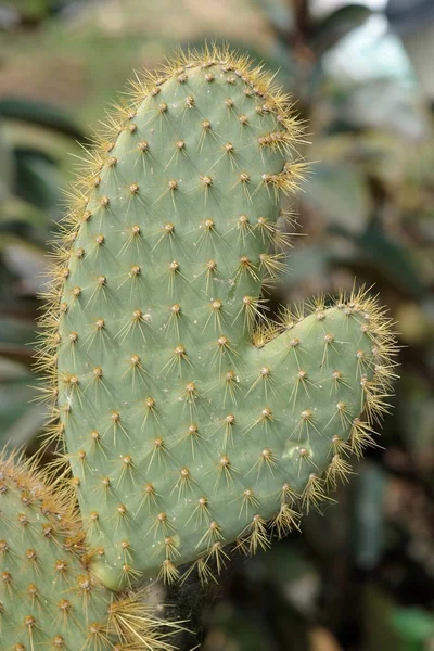 Morsom kaktus i form av hånd eller vott – stockfoto