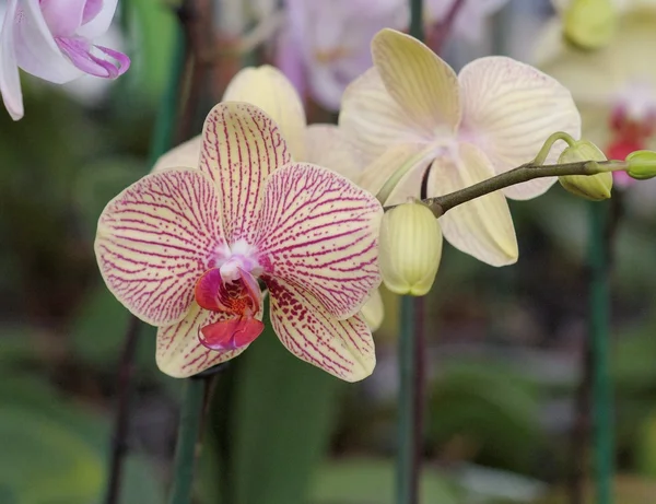 Żółte i czerwone paski kwiaty orchidei — Zdjęcie stockowe