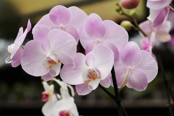 精致的粉色兰花花 — 图库照片