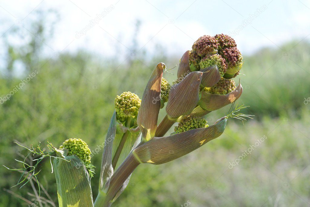Aniseed plant bloom closeup