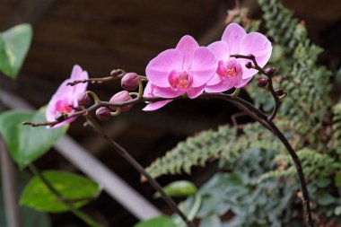 narin pembe orkide çiçek tomurcukları dalı