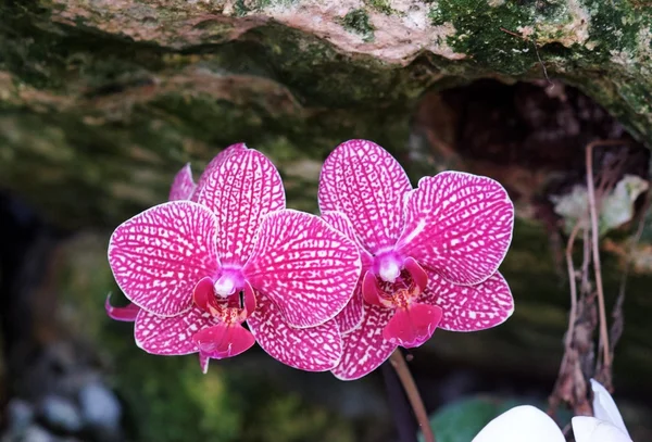 Levande fläckig violett orkidé blommor i grottan — Stockfoto