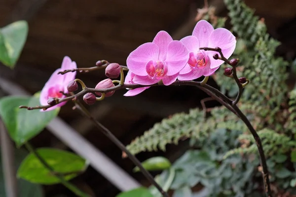Delikatne różowe kwiaty orchidei na gałęzi z pąkami — Zdjęcie stockowe
