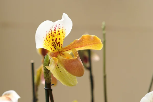 Zauważył orchidea kwiat — Zdjęcie stockowe