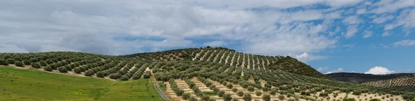 Śródziemnomorskiej wzgórza, pokryte rzędami drzew oliwnych — Zdjęcie stockowe