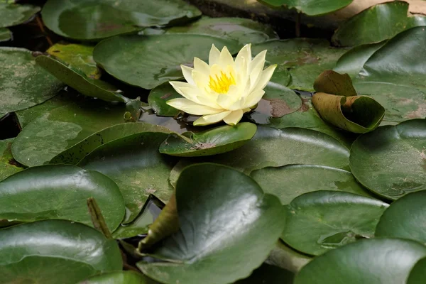 stock image Yellow water lily