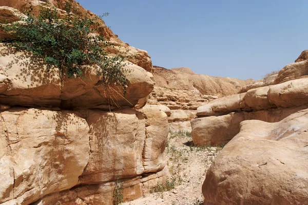 Kamenité poušti kaňon — Stock fotografie