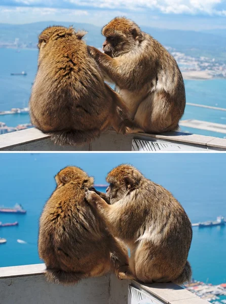 Mono de Berbería preparando a otro en Gibraltar —  Fotos de Stock