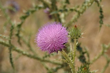 Suriye thistle (Notobasis syriaca Pembe çiçek)